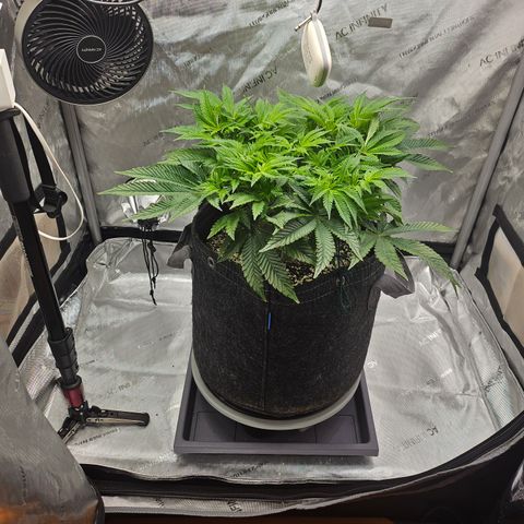 Orange Creamsicle X Hella Jelly growlog timeline photo