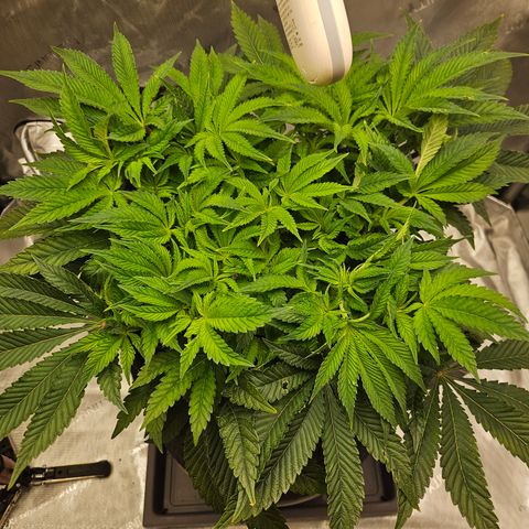 Orange Creamsicle X Hella Jelly growlog timeline photo