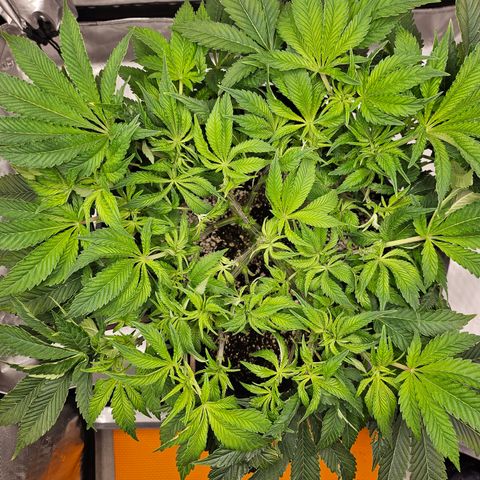 Orange Creamsicle X Hella Jelly growlog timeline photo