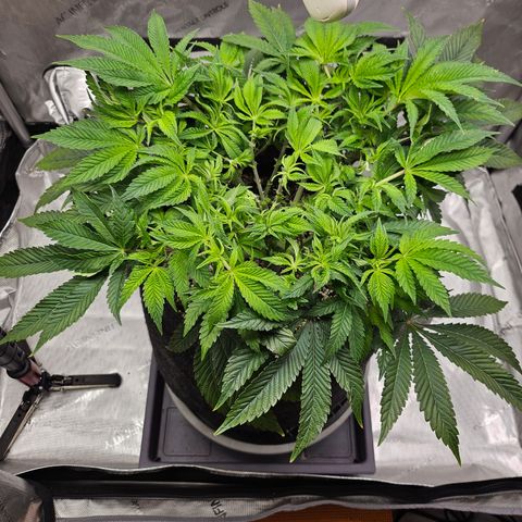 Orange Creamsicle X Hella Jelly growlog timeline photo