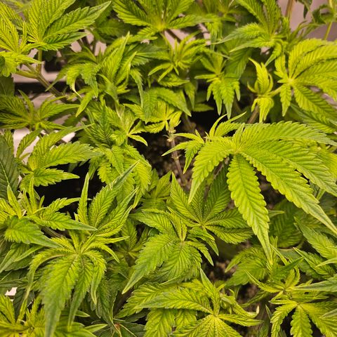 Orange Creamsicle X Hella Jelly growlog timeline photo