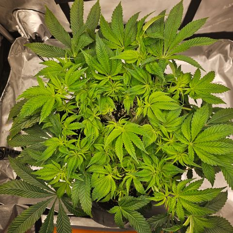 Orange Creamsicle X Hella Jelly growlog timeline photo