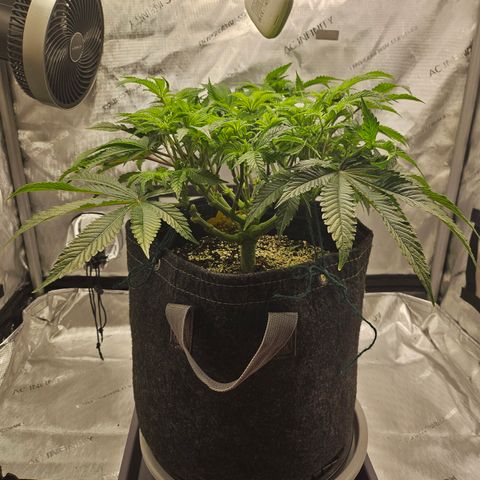 Orange Creamsicle X Hella Jelly growlog timeline photo