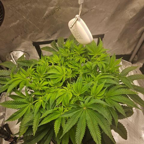 Orange Creamsicle X Hella Jelly growlog timeline photo