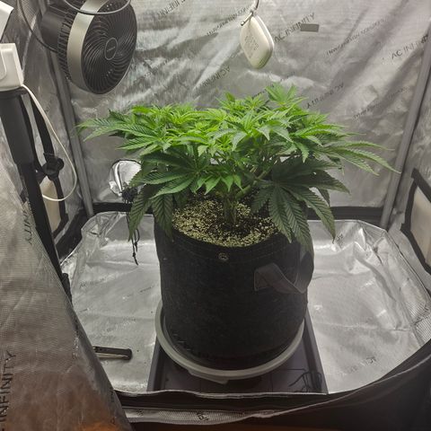 Orange Creamsicle X Hella Jelly growlog timeline photo