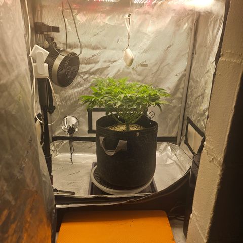 Orange Creamsicle X Hella Jelly growlog timeline photo