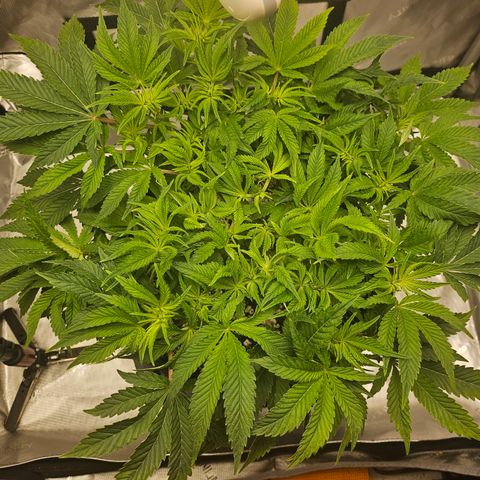 Orange Creamsicle X Hella Jelly growlog timeline photo