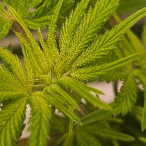 Orange Creamsicle X Hella Jelly growlog timeline photo