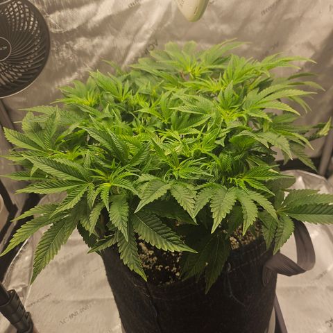 Orange Creamsicle X Hella Jelly growlog timeline photo