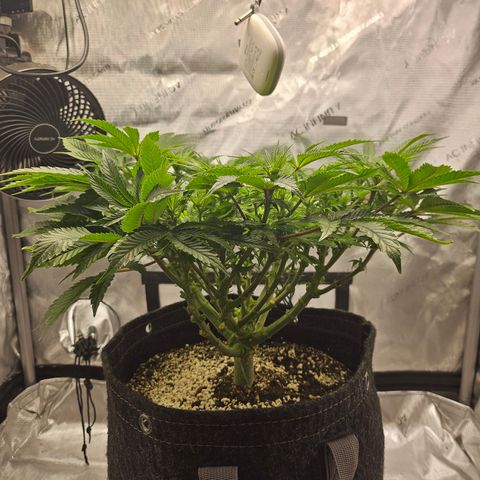 Orange Creamsicle X Hella Jelly growlog timeline photo