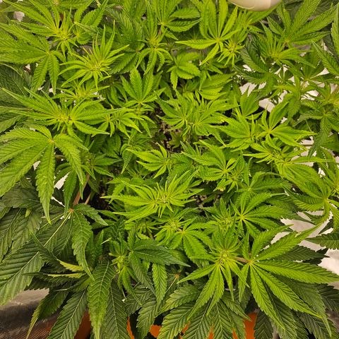 Orange Creamsicle X Hella Jelly growlog timeline photo
