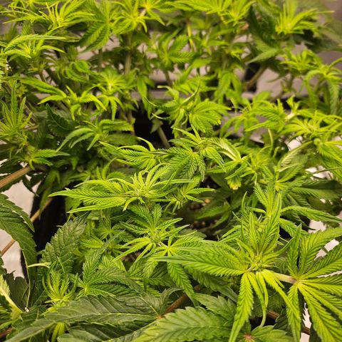 Orange Creamsicle X Hella Jelly growlog timeline photo