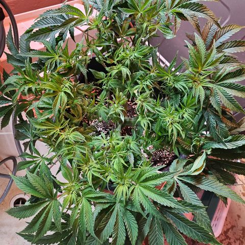 Orange Creamsicle X Hella Jelly growlog timeline photo