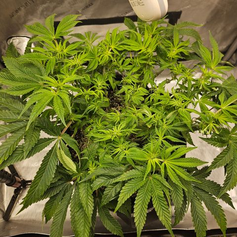 Orange Creamsicle X Hella Jelly growlog timeline photo