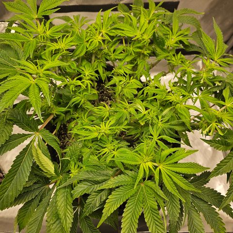Orange Creamsicle X Hella Jelly growlog timeline photo