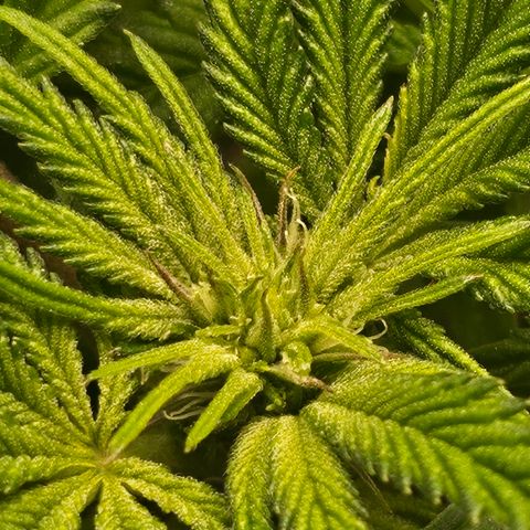 Orange Creamsicle X Hella Jelly growlog timeline photo