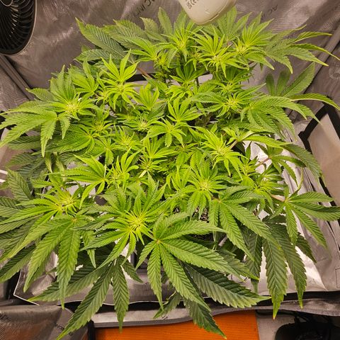 Orange Creamsicle X Hella Jelly growlog timeline photo
