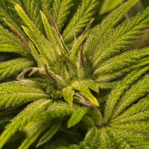 Orange Creamsicle X Hella Jelly growlog timeline photo