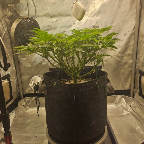 Orange Creamsicle X Hella Jelly growlog timeline photo