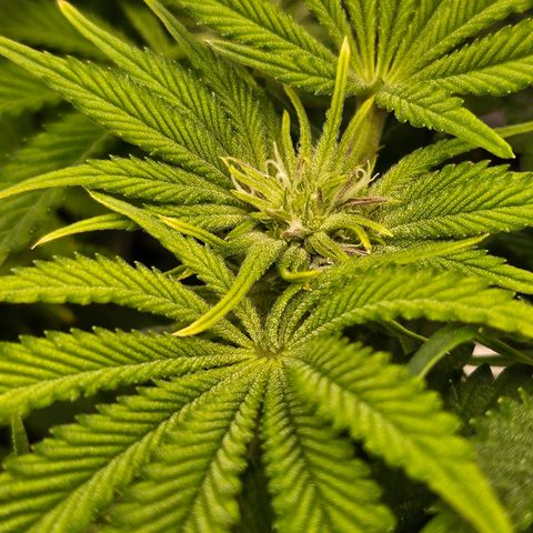 Orange Creamsicle X Hella Jelly growlog timeline photo