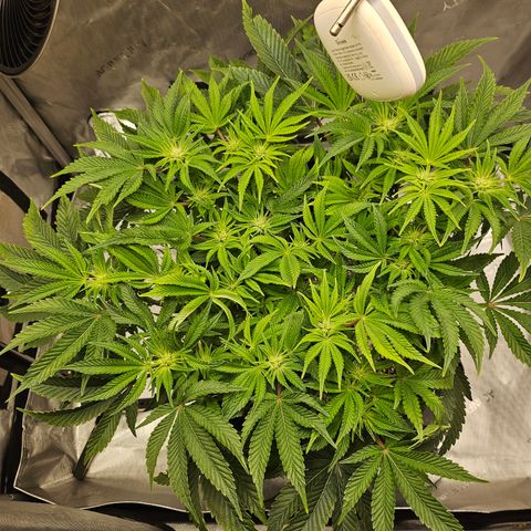 Orange Creamsicle X Hella Jelly growlog timeline photo