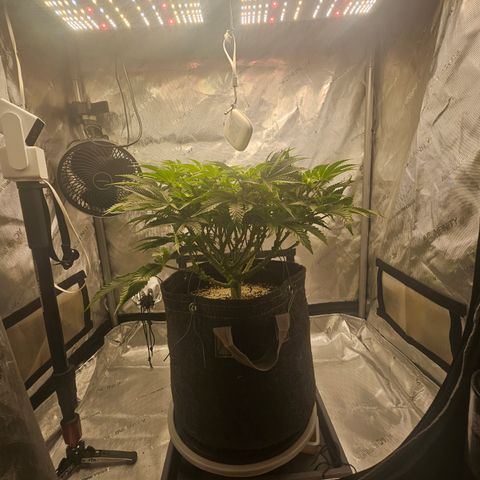 Orange Creamsicle X Hella Jelly growlog timeline photo