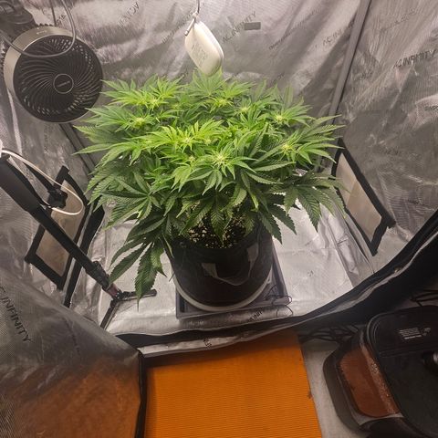 Orange Creamsicle X Hella Jelly growlog timeline photo