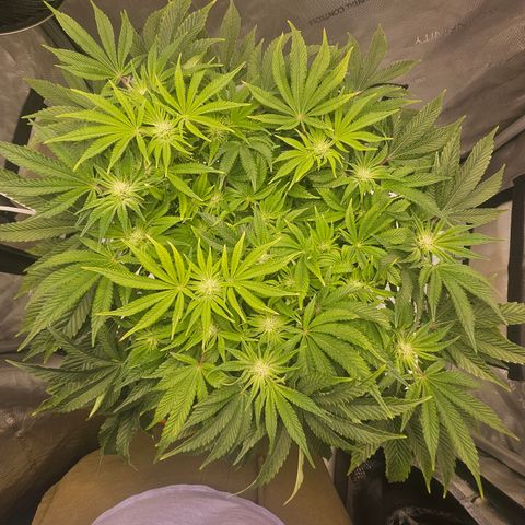 Orange Creamsicle X Hella Jelly growlog timeline photo