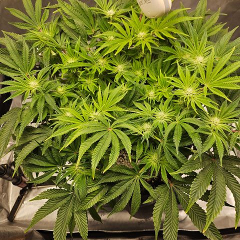 Orange Creamsicle X Hella Jelly growlog timeline photo
