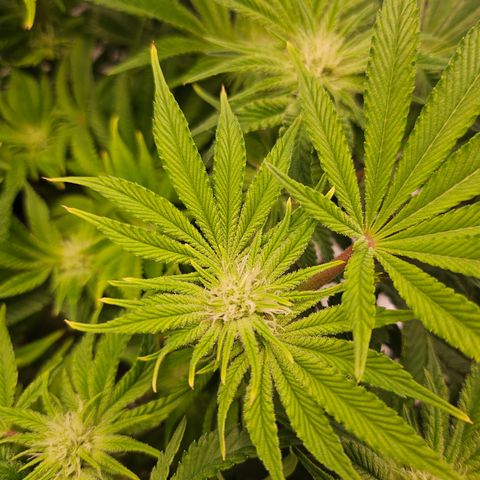 Orange Creamsicle X Hella Jelly growlog timeline photo