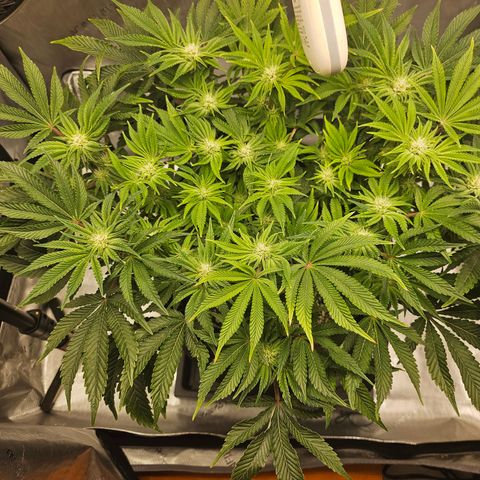 Orange Creamsicle X Hella Jelly growlog timeline photo