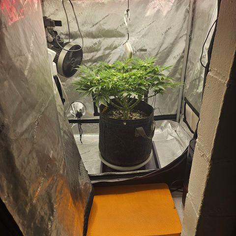 Orange Creamsicle X Hella Jelly growlog timeline photo