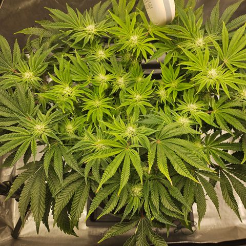 Orange Creamsicle X Hella Jelly growlog timeline photo