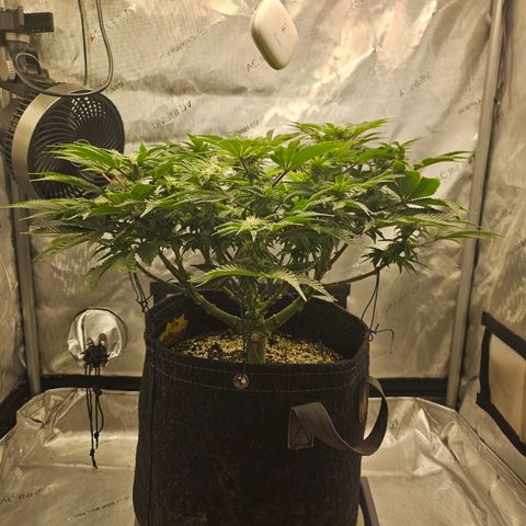 Orange Creamsicle X Hella Jelly growlog timeline photo