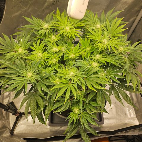 Orange Creamsicle X Hella Jelly growlog timeline photo