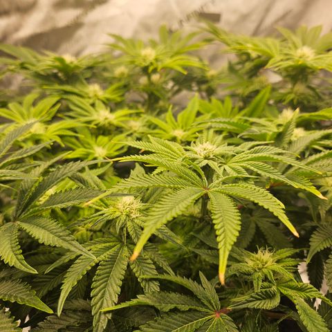 Orange Creamsicle X Hella Jelly growlog timeline photo