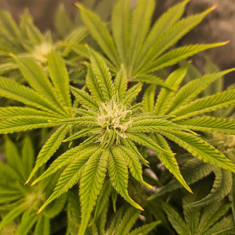 Orange Creamsicle X Hella Jelly growlog timeline photo