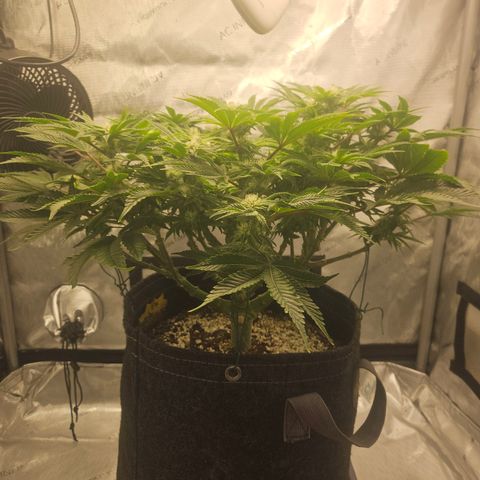 Orange Creamsicle X Hella Jelly growlog timeline photo