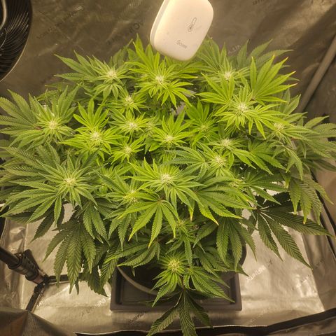 Orange Creamsicle X Hella Jelly growlog timeline photo