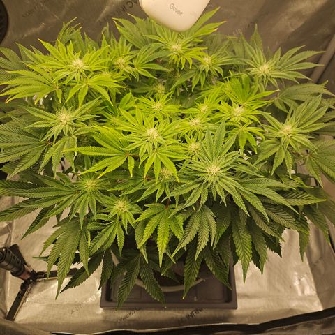 Orange Creamsicle X Hella Jelly growlog timeline photo