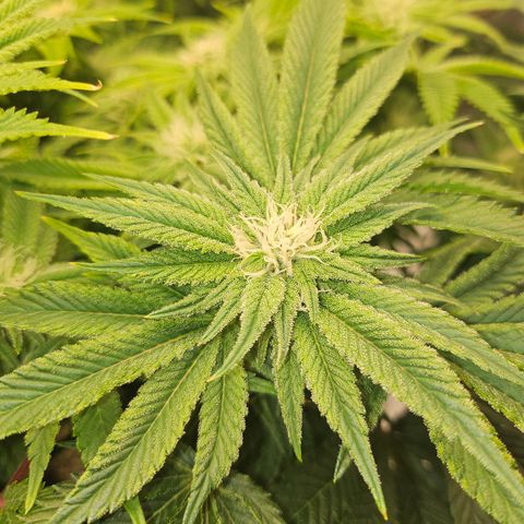 Orange Creamsicle X Hella Jelly growlog timeline photo