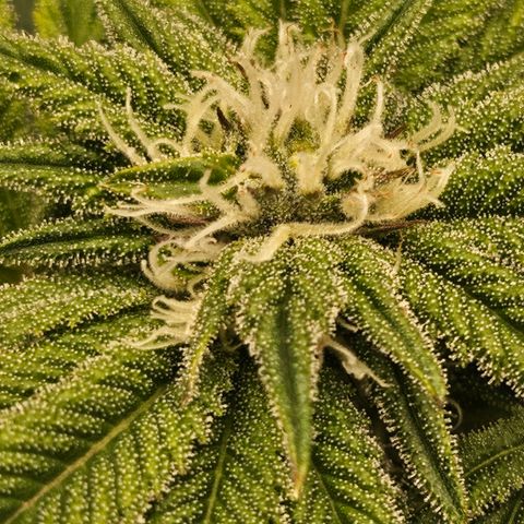 Orange Creamsicle X Hella Jelly growlog timeline photo