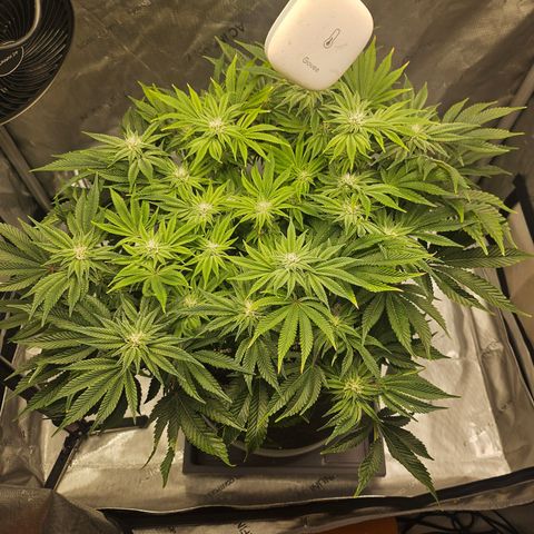 Orange Creamsicle X Hella Jelly growlog timeline photo