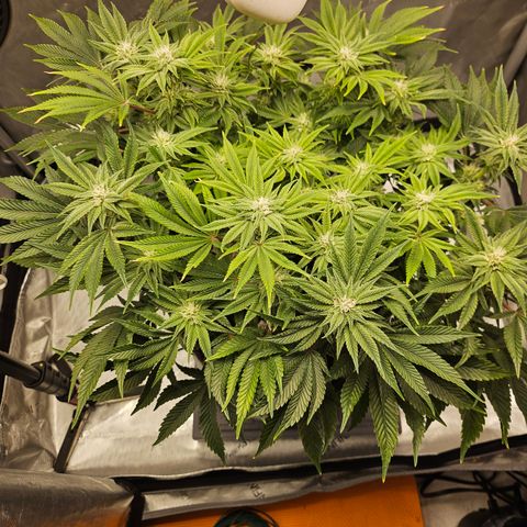 Orange Creamsicle X Hella Jelly growlog timeline photo