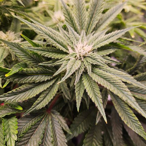Orange Creamsicle X Hella Jelly growlog timeline photo