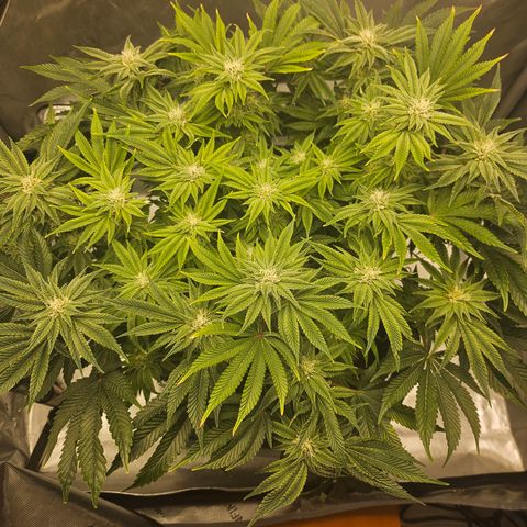 Orange Creamsicle X Hella Jelly growlog timeline photo