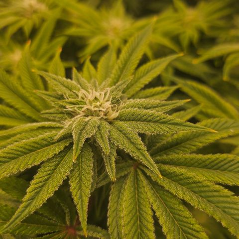 Orange Creamsicle X Hella Jelly growlog timeline photo
