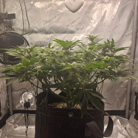 Orange Creamsicle X Hella Jelly growlog timeline photo