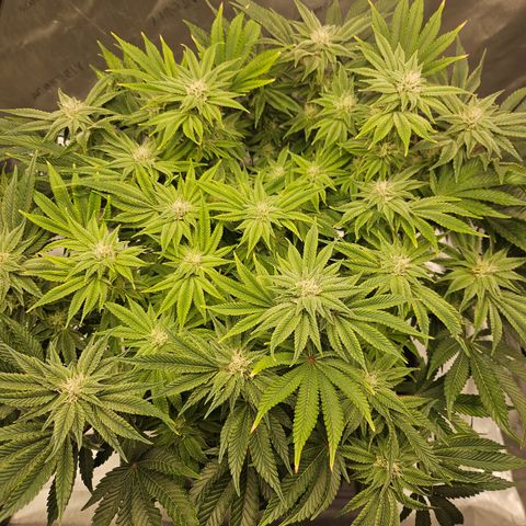 Orange Creamsicle X Hella Jelly growlog timeline photo