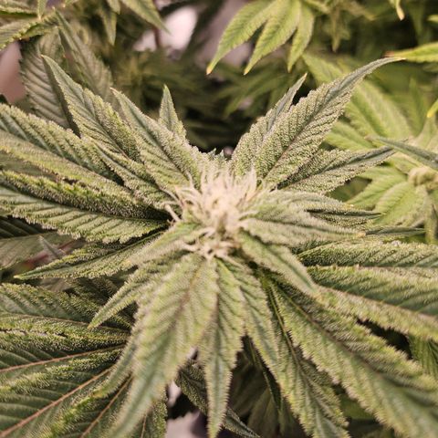 Orange Creamsicle X Hella Jelly growlog timeline photo